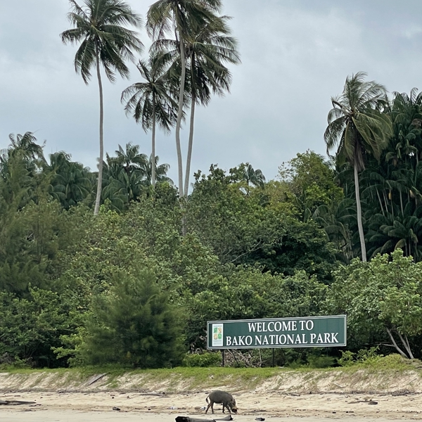 Indgangen til Bako Nationalpark med en sandstrand, høje palmer og tæt tropisk vegetation. Et vildsvin går på stranden foran parkens velkomstskilt