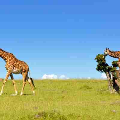 To giraffer på Masai Mara, safari i Kenya