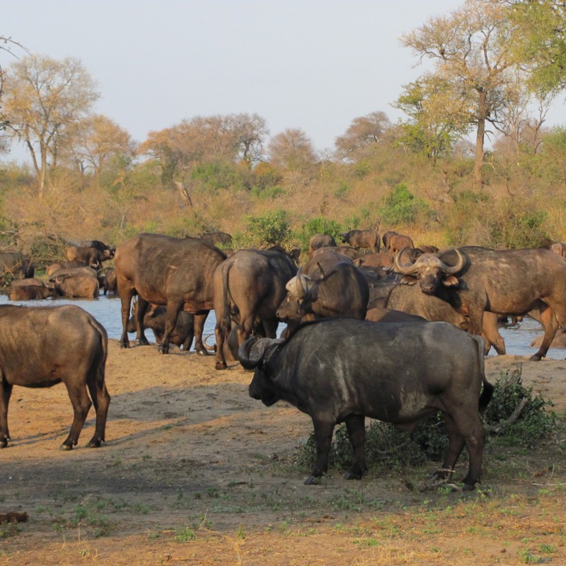 Bøflerne nyder vandet, Sydafrika