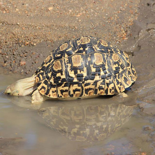 Skildpadde i Timbavati reservatet