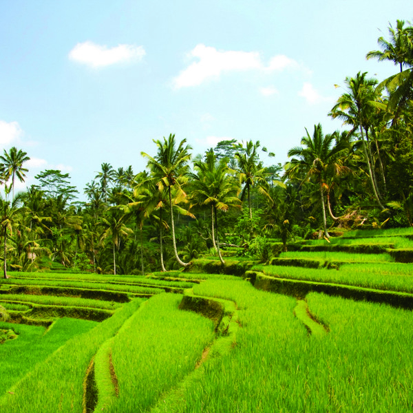 Rismarker, Bali, Indonesien