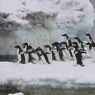 Pingvinerne er på vej i vandet, Antarktis