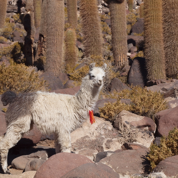 Lama på rejse til Bolivia. Den ultimative Bolivia rundrejse