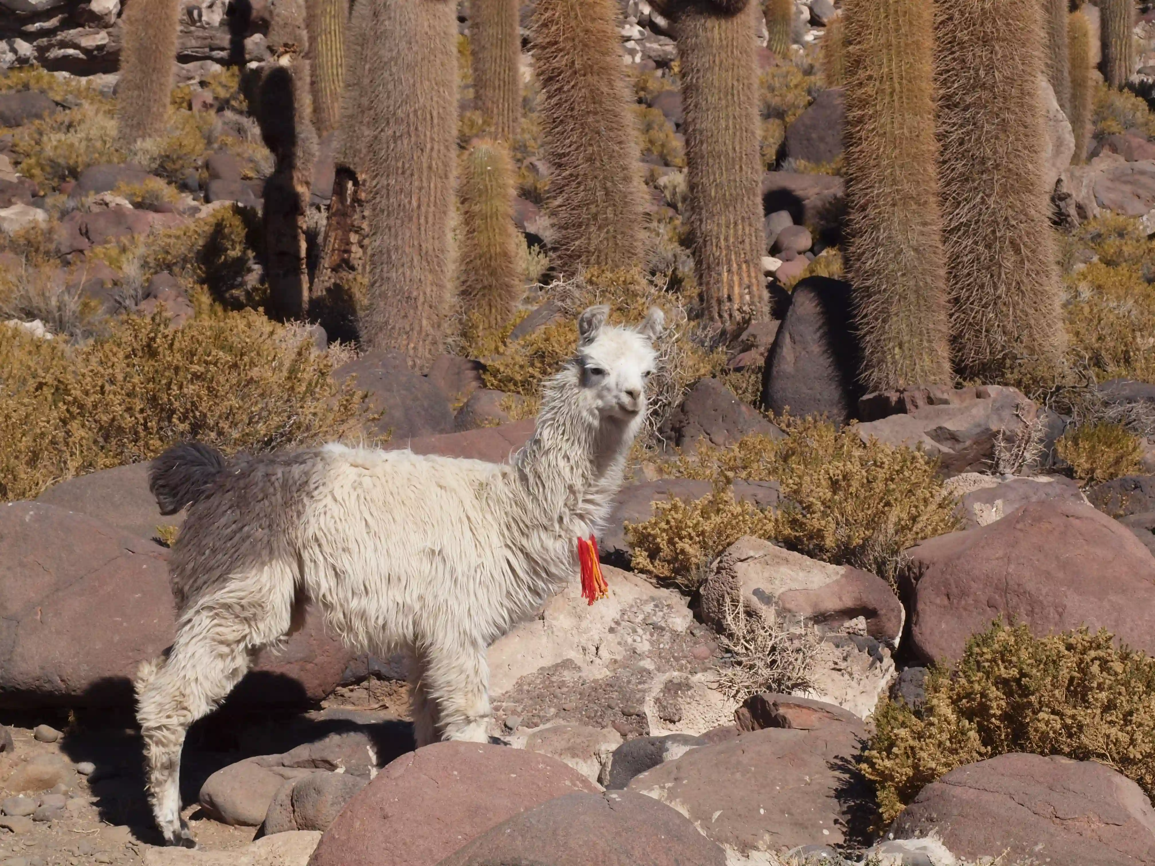 Lama på rejse til Bolivia. Den ultimative Bolivia rundrejse