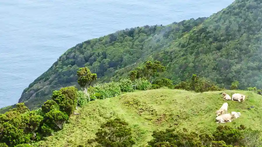 Kvæg på en bakketop ud til havet på Sao Jorge