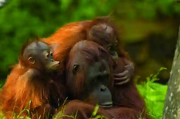 Orangutan familie, Borneo