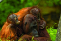 Orangutan family low res IST