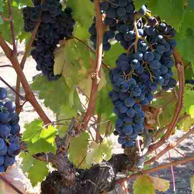 Druer til vin i Chile