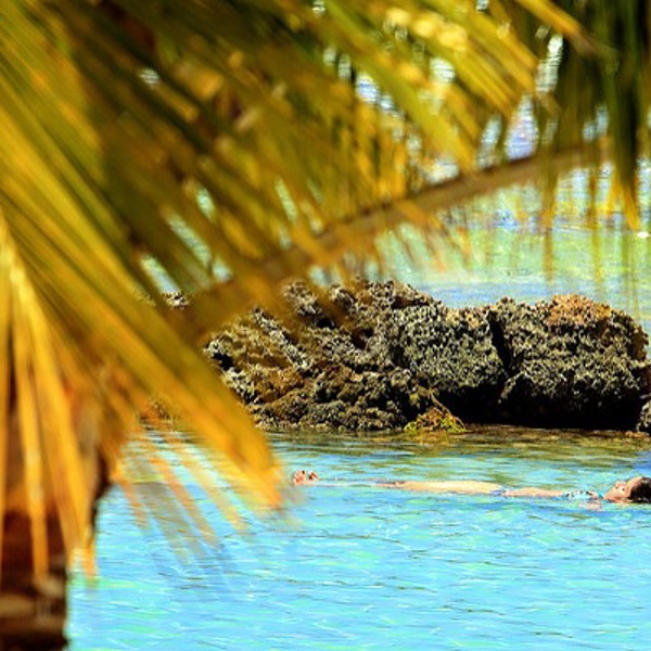 Smuk palme i skønne omgivelser