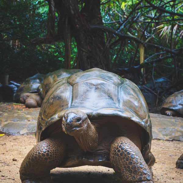 Galapagos - Balta - Turtle