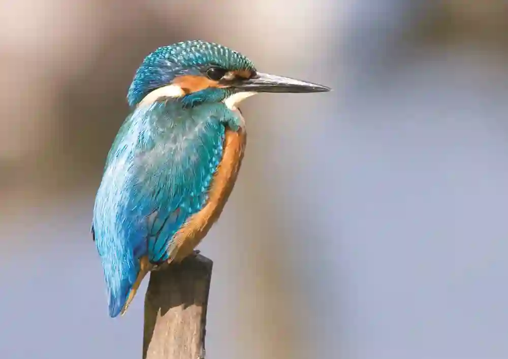 Isfugl - Kingfisher, Borneo