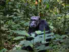 chimpanser og elefanter rejser