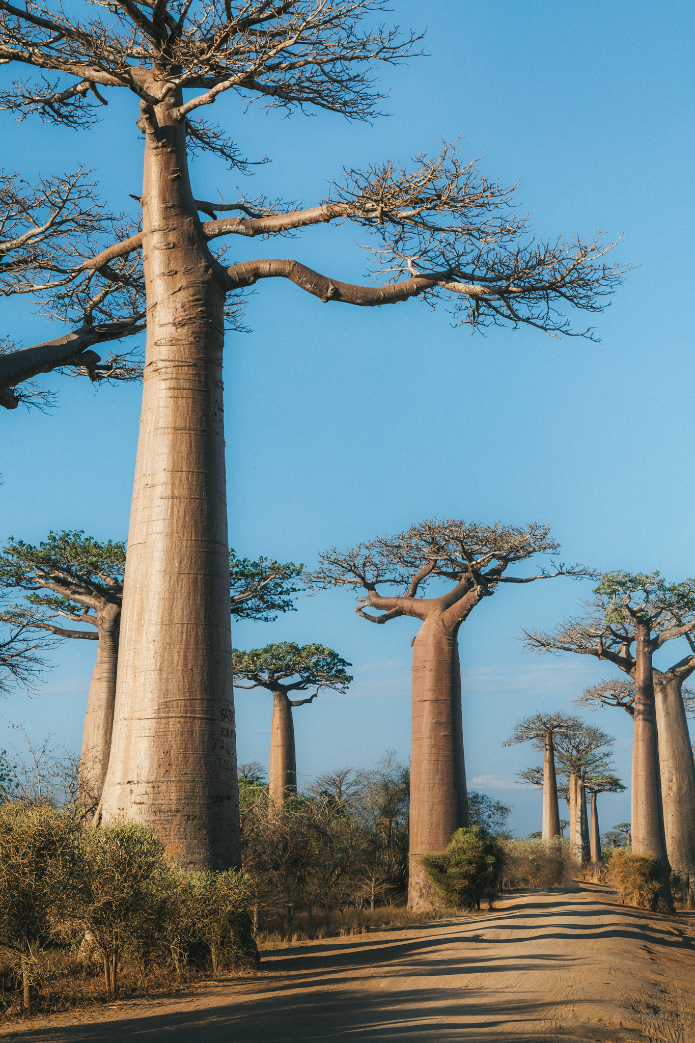 Store baobabtræer i dagslys