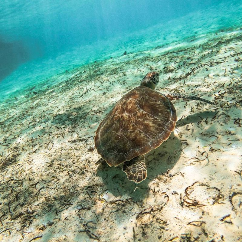 I:\AXUMIMAGES\Sydamerika\Colombia\Colombias Caribiske øer\Turtle