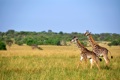 Giraffer i Kenya