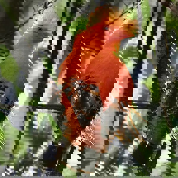 Guyana - Guianan Cock-of-the-rock