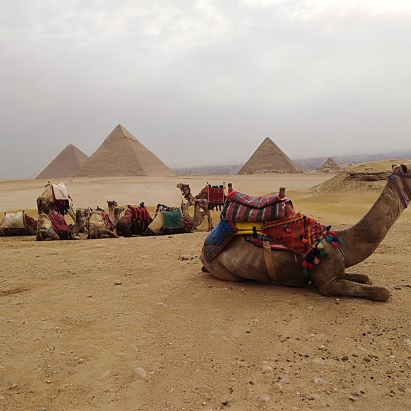 Kameltur Giza
