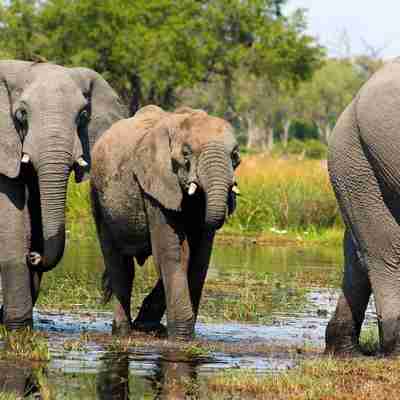 Elefanter i Moremi Game Reserve, Botswana