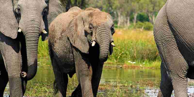Elefanter i Moremi Game Reserve, Botswana