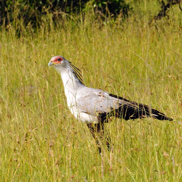 Sekretærfugl, Kenya