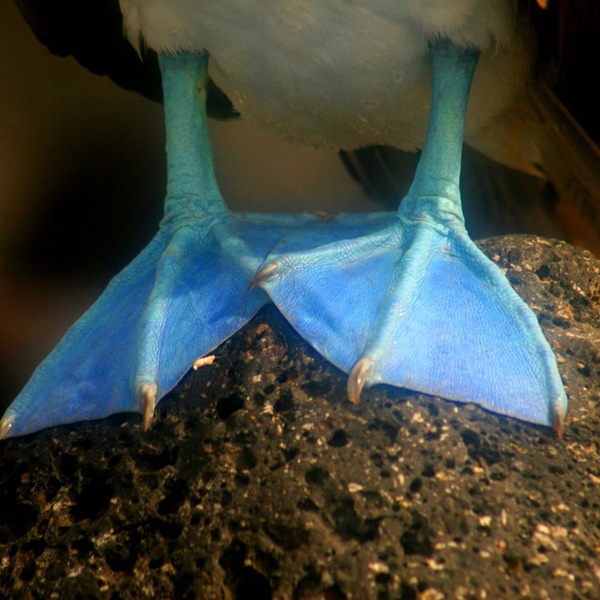 Blå føder fra den bløfodede sule