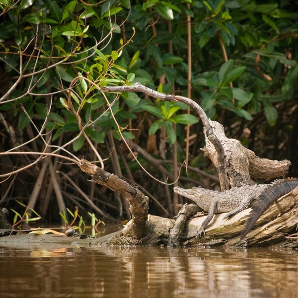 Pas på aligatorer når du færdes i Honduras' våde natur