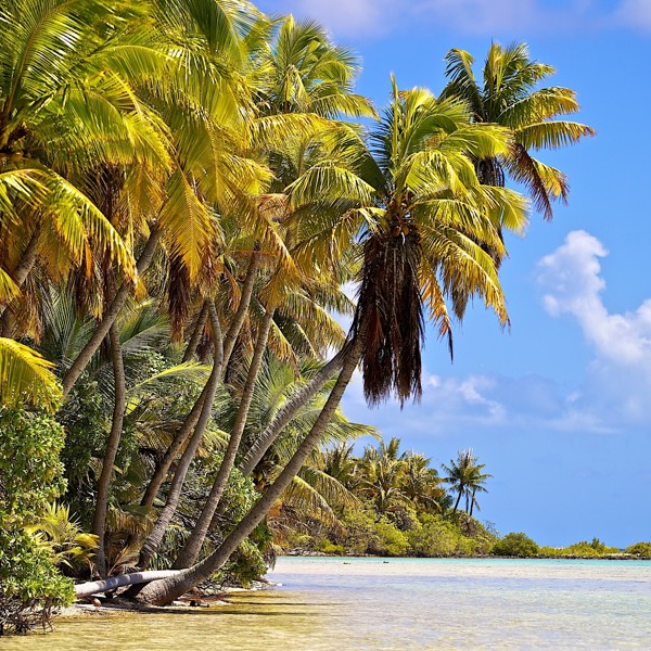 Palmer i vandkanten, Rangiora