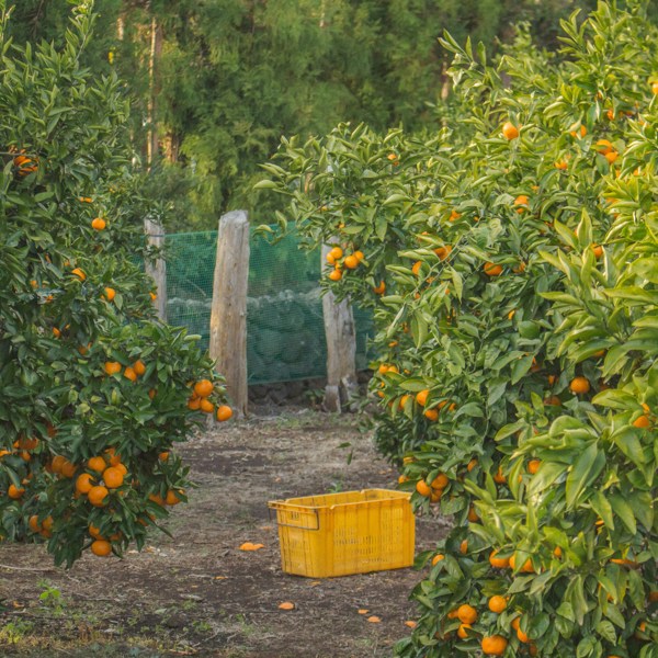 Mandarinplantage
