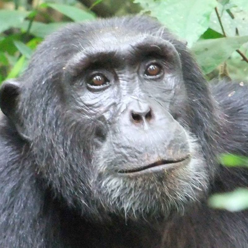 Rejser til Uganda og de mange bjerggorillaer