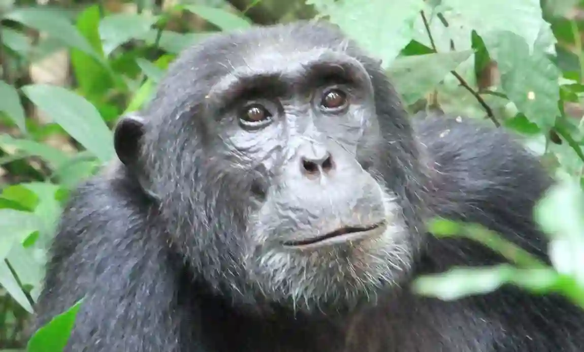 Rejser til Uganda og de mange bjerggorillaer