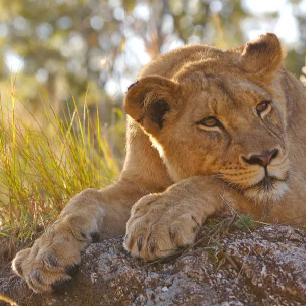 Tanzania - Ruaha Nationalpark - Løve