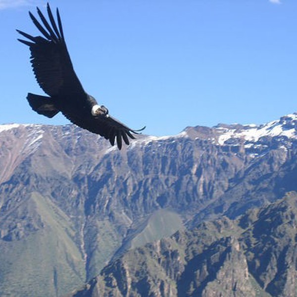 colca canyon