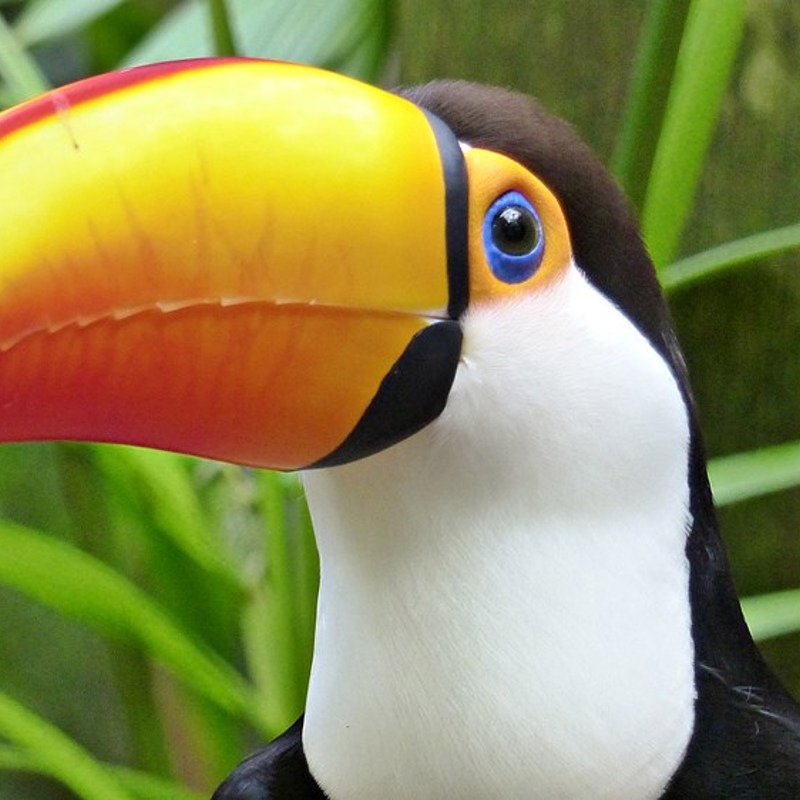 Amazonas, tukan-fugl