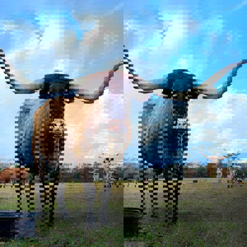 vivian-arcidiacono-mZcrMA_STJM-unsplash