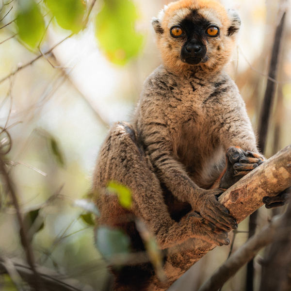 En lemur fra Madagaskar