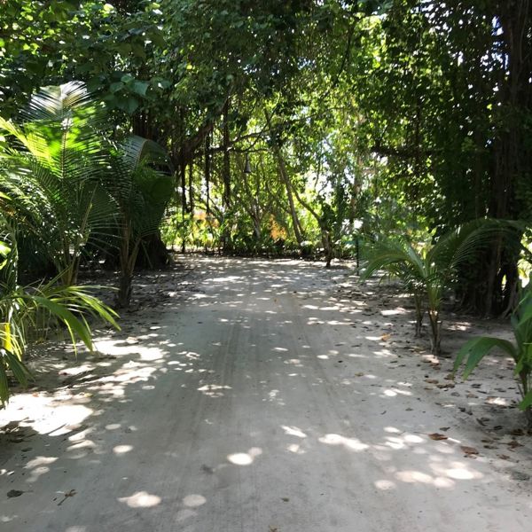 Tropisk gangsti på Kuredu Island