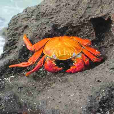 sally lighfoot crab