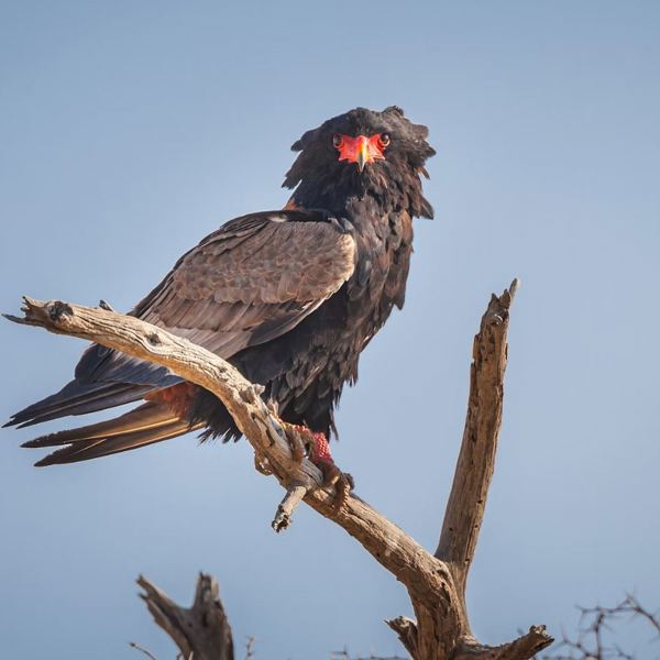 Sydafrika - Kgalagadi Tranfrontier Park