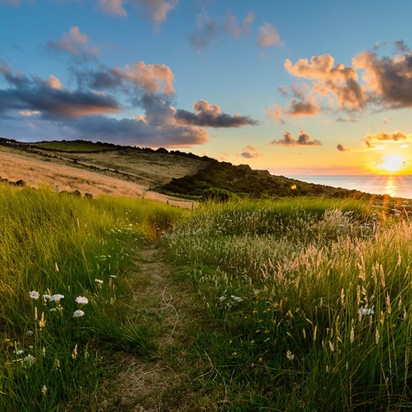 Smukke stier på Terceira