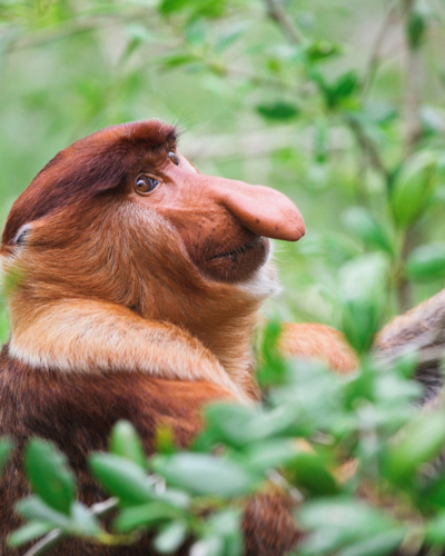 Borneo - et naturparadis uden lige