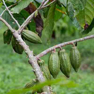 Frugter i regnskoven på Principe