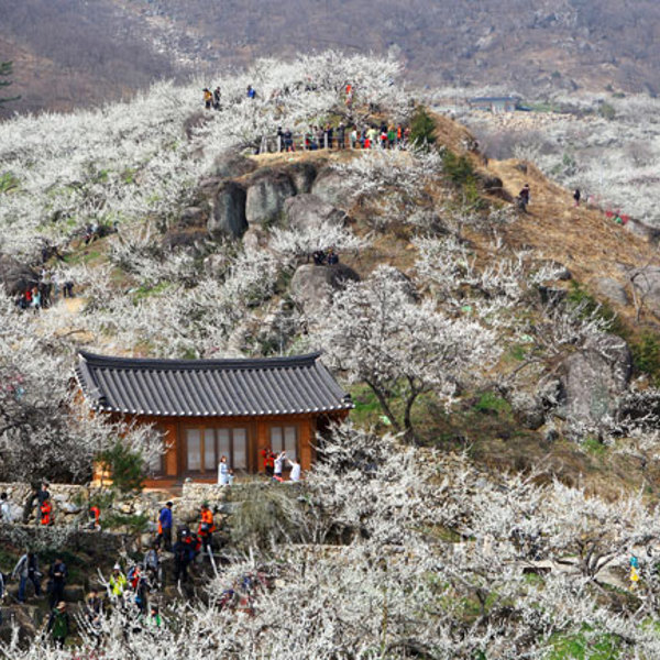 Gwangyang International Maehwa Festival