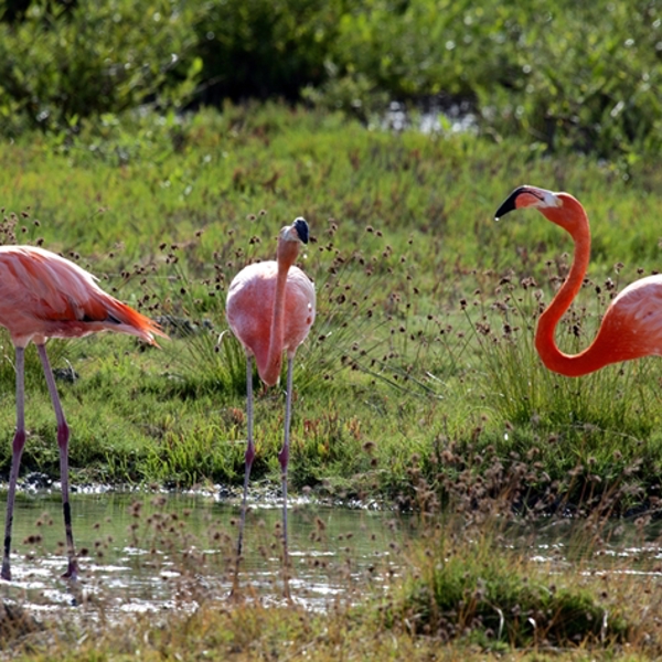Flamingoer på Bonaire