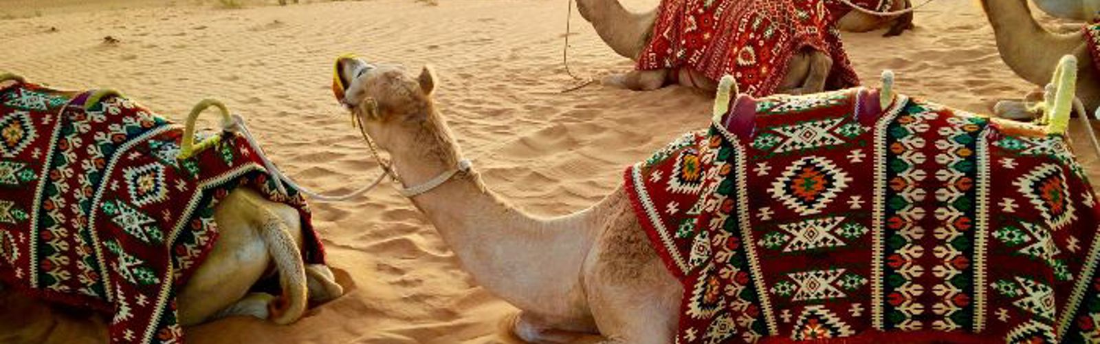 Kameler