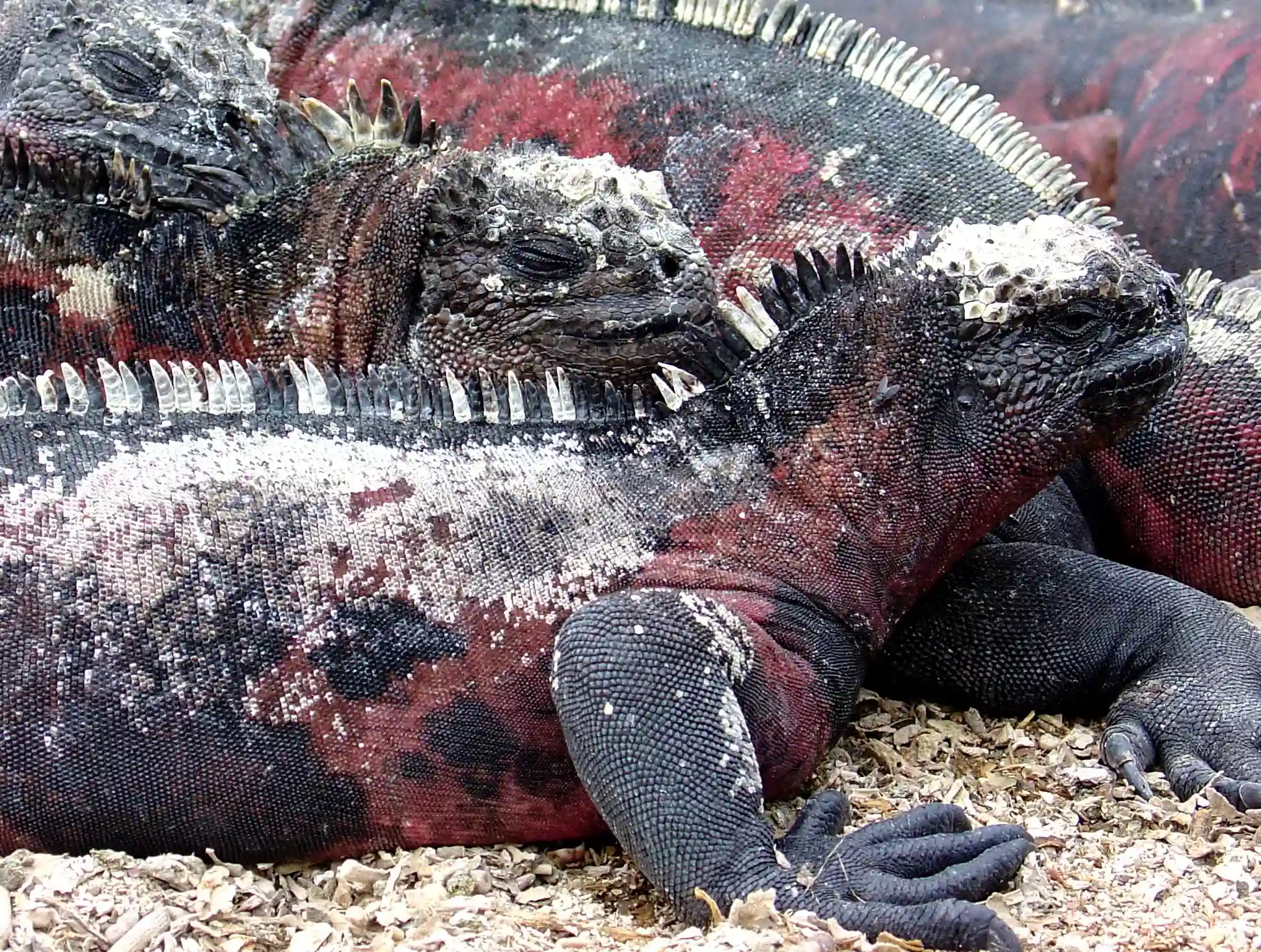 Marine Iguana 3