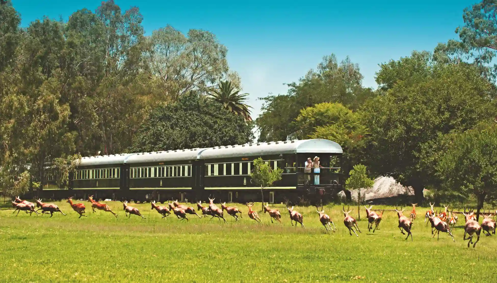 Tog og golfsafari i Sydafrika