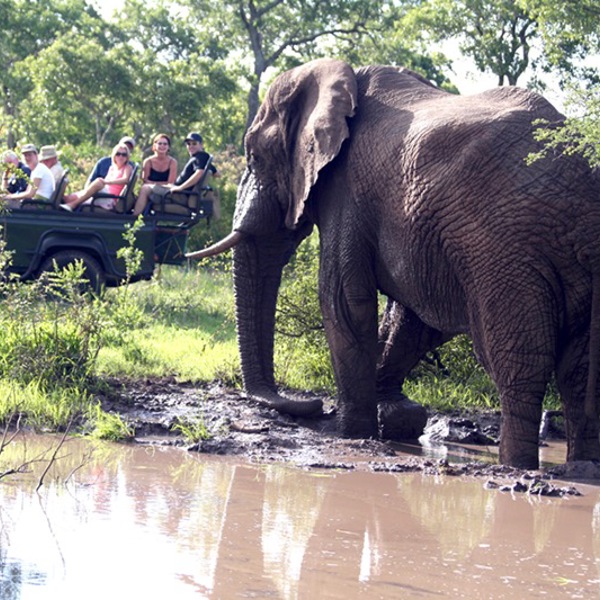 Elefant på gamedrive