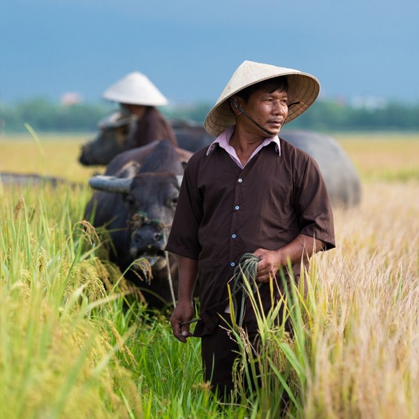 Risbønder i Vietnam