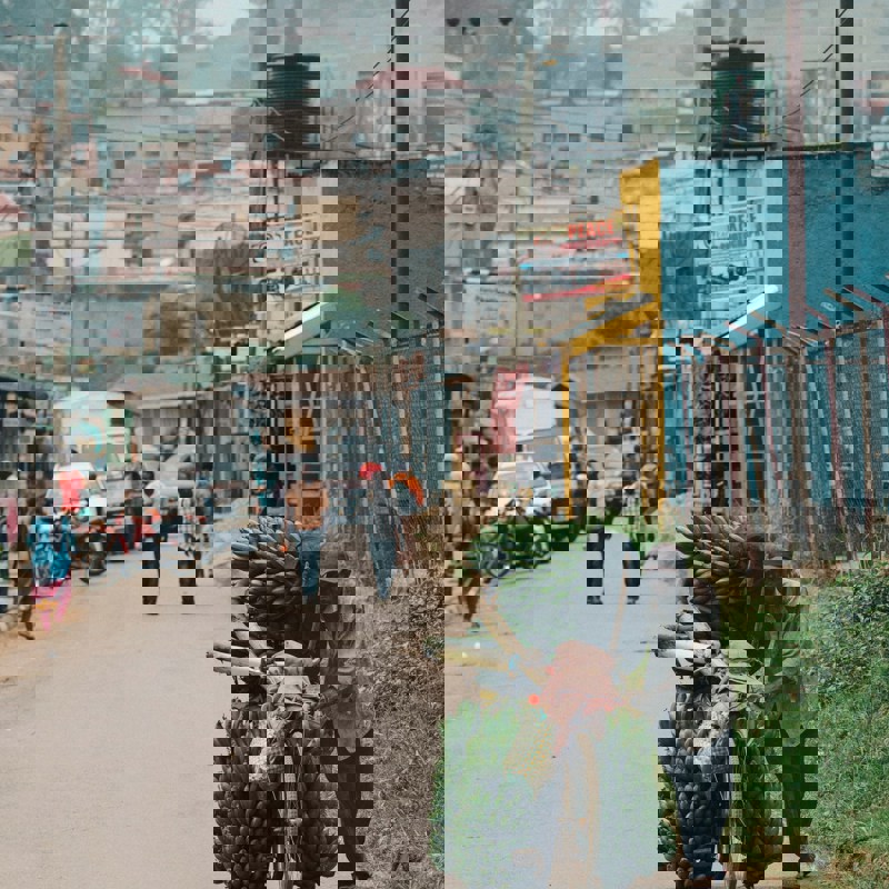 En mand trækker sin cykel med bananer på