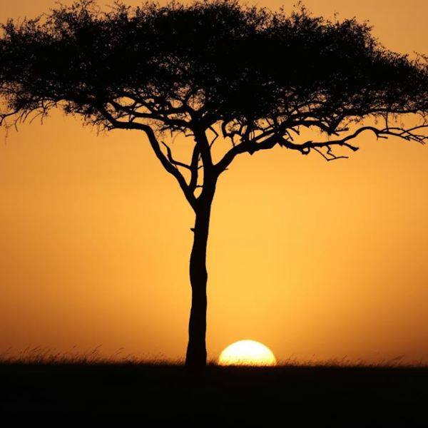 maasai mara, unsplash